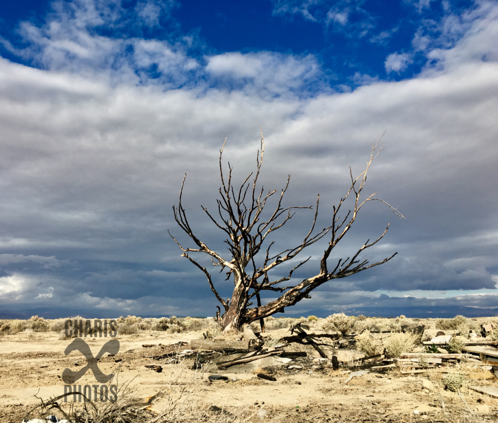 of-dry-trees-by-farther-steps-by-farther-steps