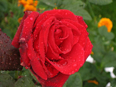 Rose in Rain by Gillian 
